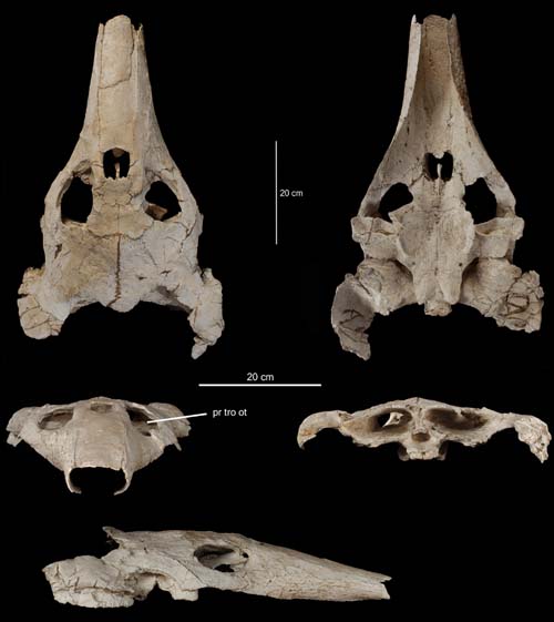 論文】白亜紀の超巨大ウミガメ: ハイアイアイ臨海実験所